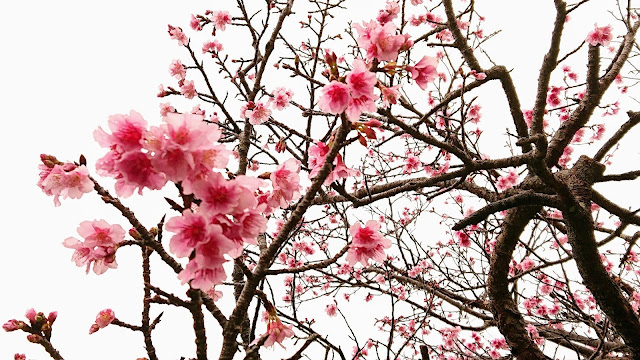 沖縄 本部グリーンパークホテル 桜