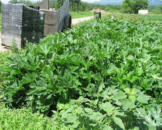 mature squash plants