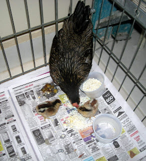 baby chicks, La Ceiba, Honduras