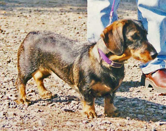 BORN-TO-TRACK BLOG: Do wirehaired dachshunds shed? How to ...