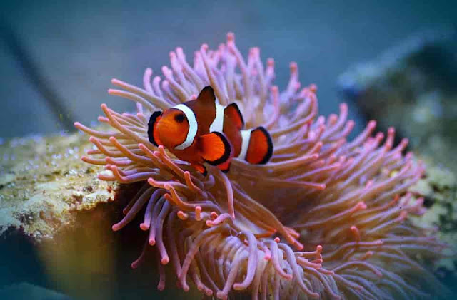 Clown Fish