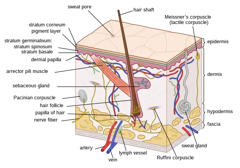 An illustration of the integumentary system, showcasing skin, hair, nails, and glands