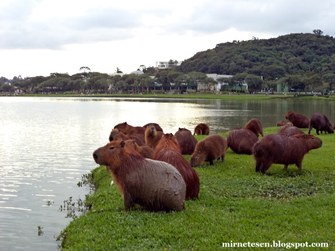 Капивары в парке Баригуи - Куритиба, Бразилия