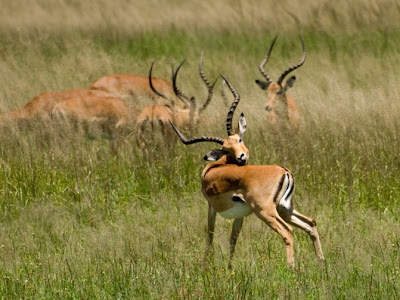 impala Antelope