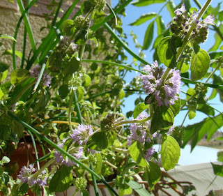 Poleo o menta poleo (Mentha pulegium L.).