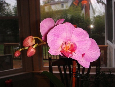 ORchid