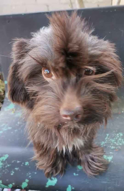 Adopt a Chocolate Yorkie Male, Pocket