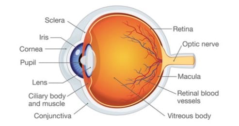 fungsi retina pada mata