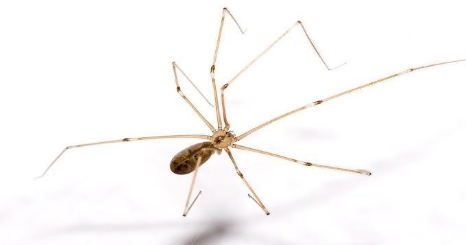 Why You Shouldn’t Hurt Daddy Long Legs: Expert’s Explanation