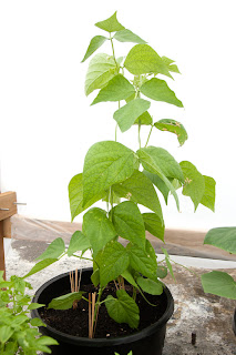 32-day-old bush bean plants