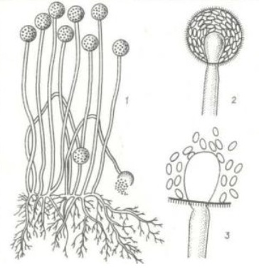 Мукор (Mucor)