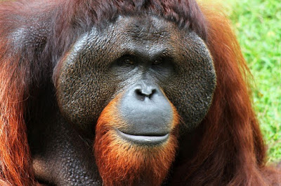 interesting facts about orangutans