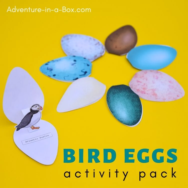 Bird eggs activity pack