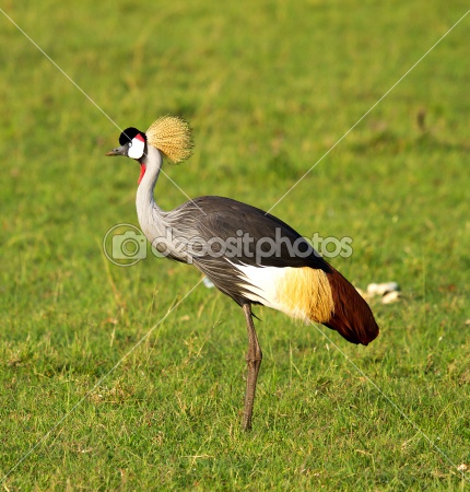 Beautiful,cute red,black and gray crane stand on beautiful grass grond , wallpaper,picture,images 