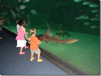 Wes and Lawson Sand Shark