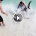 10 Ft. Hammerhead Shark Pulled to Beach by Brave Teen