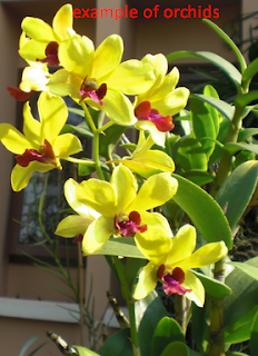 Orchid plant