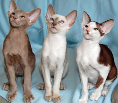 different siamese cat breeds