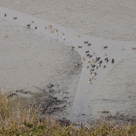 The Elfin Forest in Los Osos, California: A Review in Photos- Water and Shore Birds in Estuary