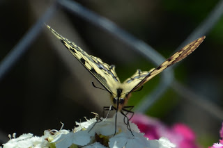 Schmetterling, mariposa, butterfly, fluture, papillon, бабочка, con bướm, motýl, fjäril, kupu-kupu, féileacán, farfalla, Leptir, drugelis, пеперутка, motyl, 