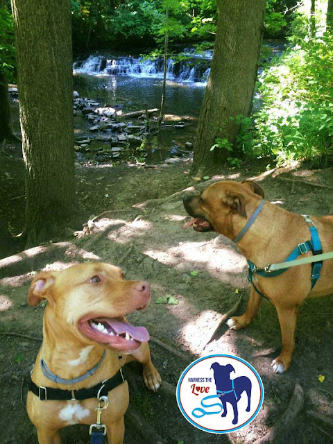 Two happy dogs by a waterfall