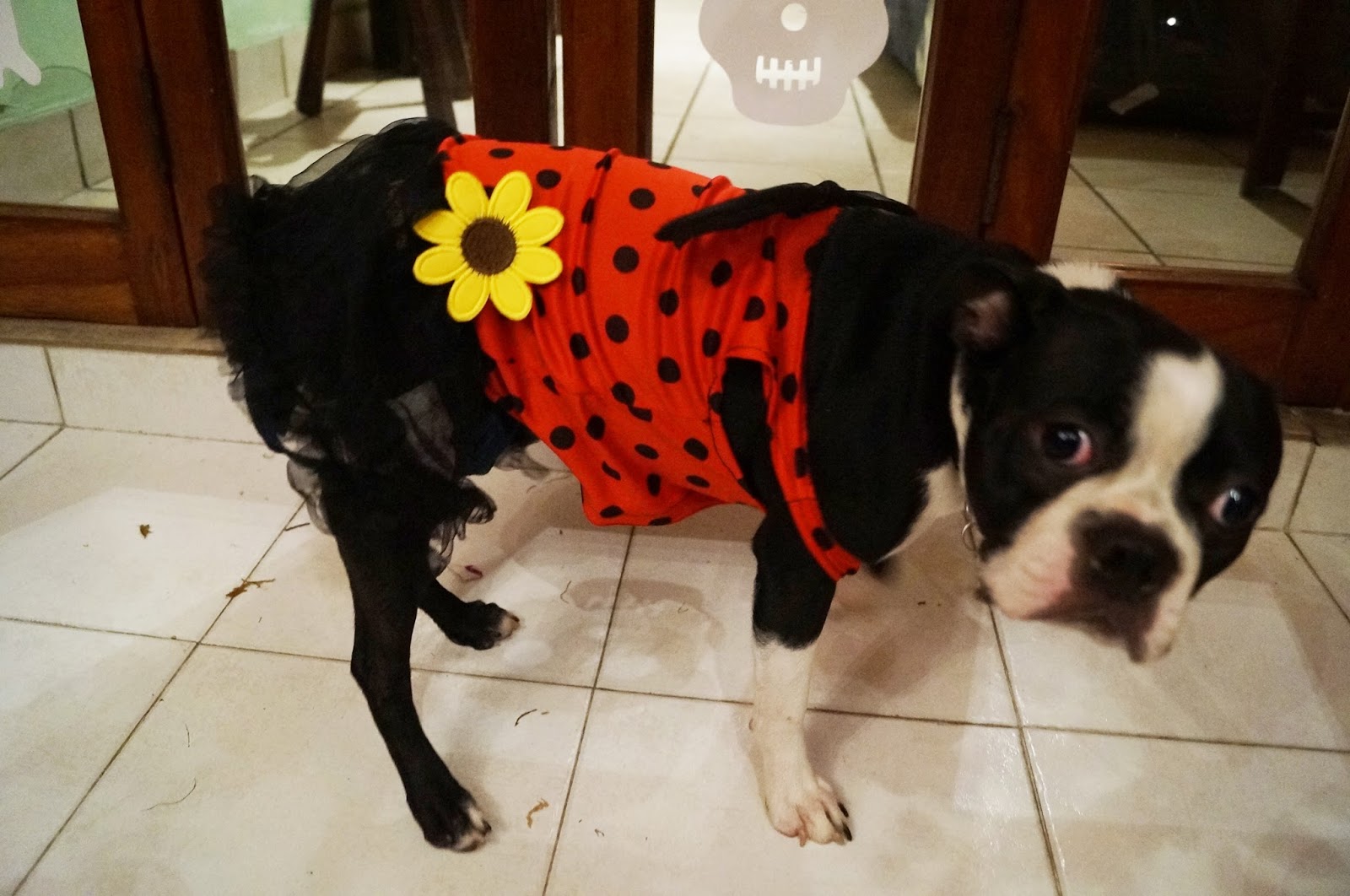 Cute Dog Halloween Costume