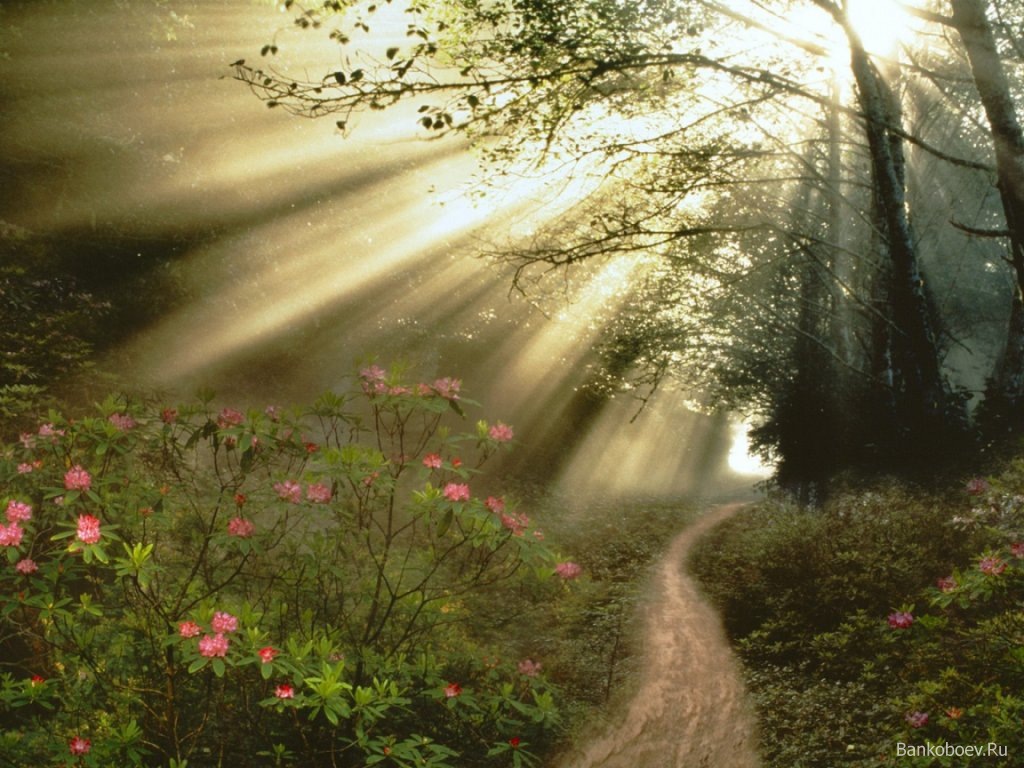Light Path through Forest