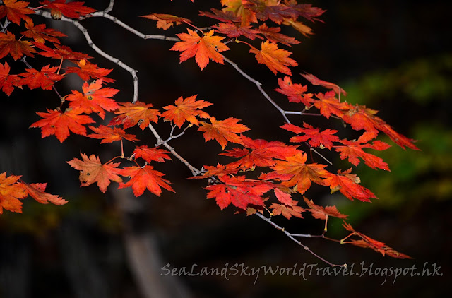 雪嶽山紅葉