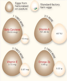 Backyard Chickens lay healthier eggs 