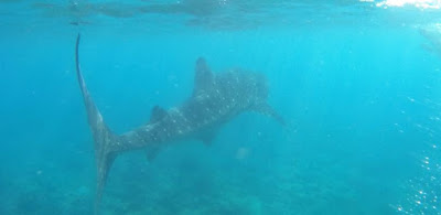 Nadando con el Tiburón Ballena en Dhigurah, Maldivas.