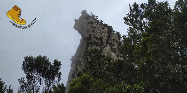 Roque Anambro en El Pijaral - Bosque Encantado