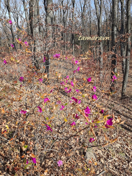 Рододендрон остроконечный (Rhododendron mucronulatum)