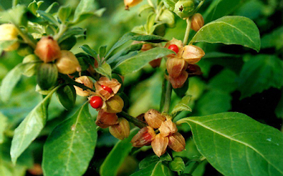 What Are Some of the Plants Used for Medicinal Purposes