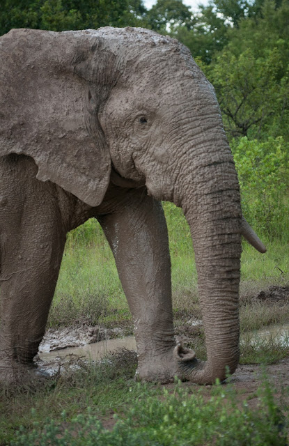 Elephant bathing, Mole National Park, Ghana