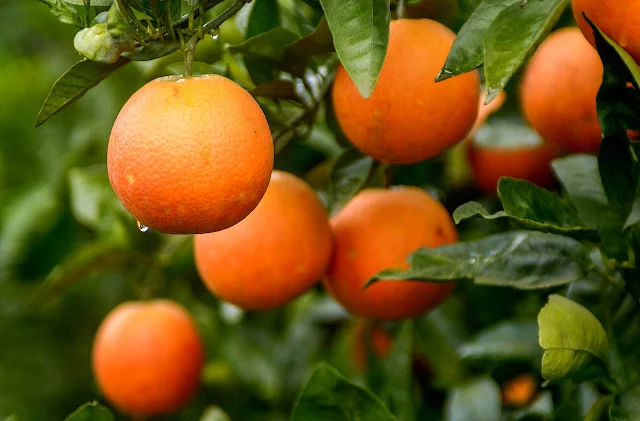 "The Power of Oranges: Unlocking their Health Benefits and Nutritional Value"