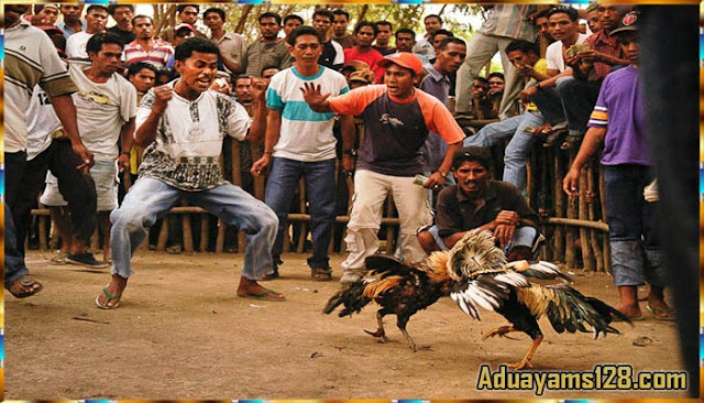  Tips Melatih Ayam Bangkok Aduan Menjadi Ayam Juara