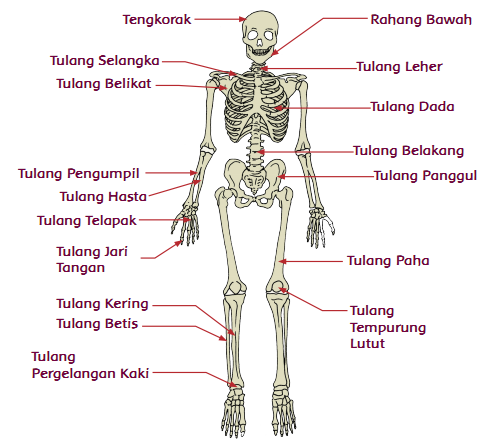 Rangkuman Materi Tematik Kelas 5 Tema 1 Muatan IPA Ade 