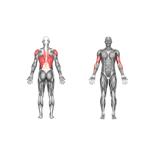 Seated_Rows_4_sets_and_12/10/8/6_reps