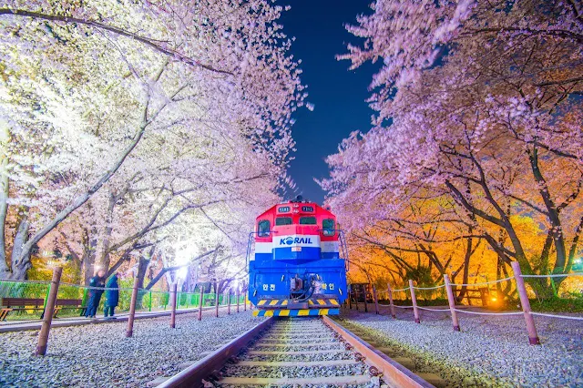 Jinhae-Gunhangje-Railroad-Track-Lined-with-Fully-Bloomed-Cherry-Blossoms-in-the-Evening-with-a-Train-on-the-Track-Photo-Credit-KTO-Live-Studio