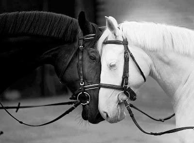 caballo blanco y caballo negro