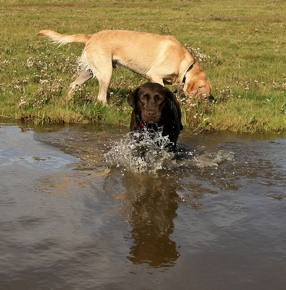 Labs at play By IDS.photos from Tiverton, UK