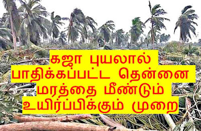புயலால் பாதிக்கப்பட்ட தென்னைக்கு உயிர் கொடுங்கள். Kaja Puyal aditthu sedham adaindha thennai marangalai mendum uyir kodutthu kappatra tips, Agri tips, How to regrow damaged coconut tree, gaja cyclone tamilnadu