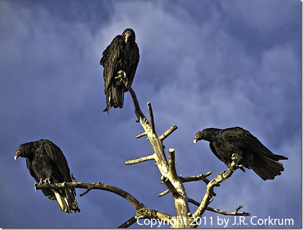 vultures