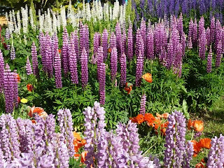  Bloemen in Ushuaia.