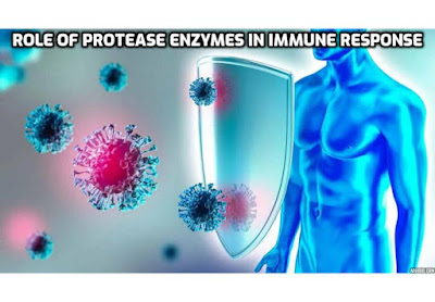 Protease enzymes play a multifaceted role in the immune response, acting as both defenders and regulators of the body's defense mechanisms. Read on to understand the role of protease enzymes in immune response.