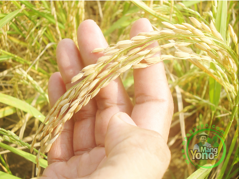 FOTO 2c :    Padi TRISAKTI  umur 50 HST di Sawah Tegalsungsang, Des, Bendungan,   Kec. Pagaden Barat. Subang, Jabar.