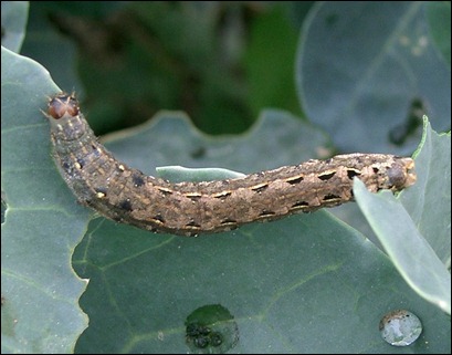 Spodoptera_litura-ulat-grayak
