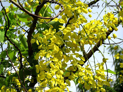 Golden shower - Cassia fistula