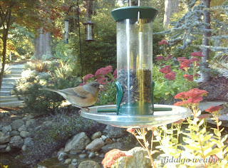 Pink-sided Junco?