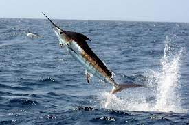 Images of Pacific Blue Marlin Fish